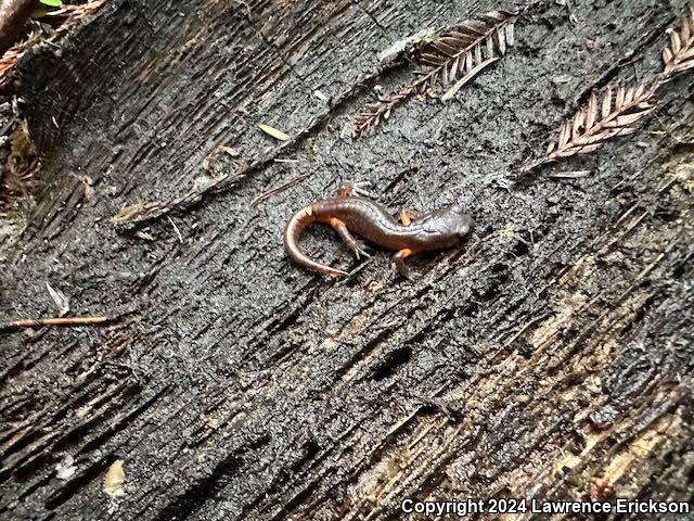 Oregon Ensatina (Ensatina eschscholtzii oregonensis)