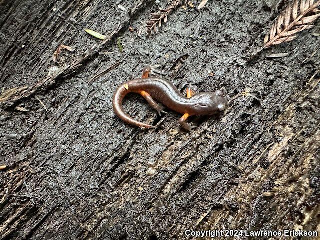 Oregon Ensatina (Ensatina eschscholtzii oregonensis)