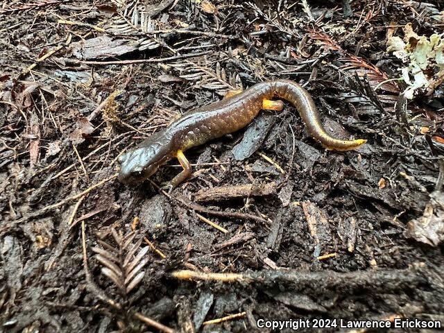 Oregon Ensatina (Ensatina eschscholtzii oregonensis)