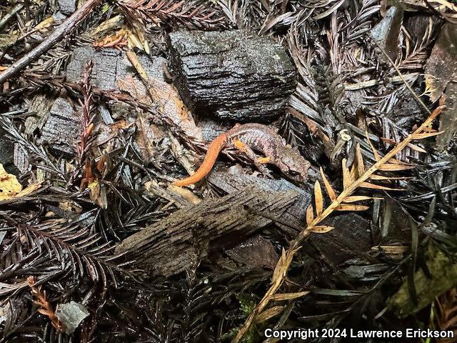 Oregon Ensatina (Ensatina eschscholtzii oregonensis)