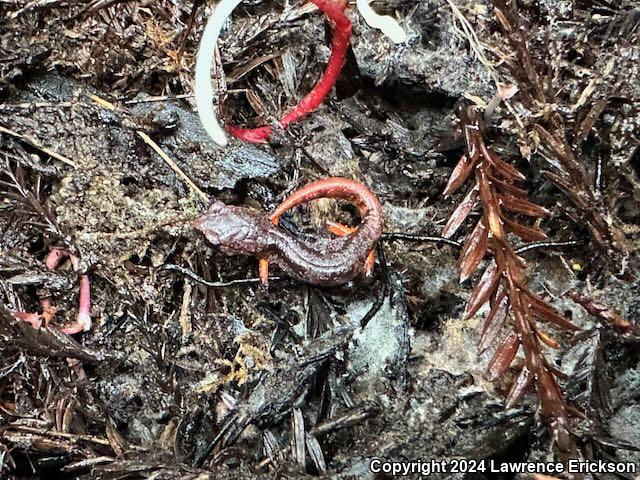 Oregon Ensatina (Ensatina eschscholtzii oregonensis)