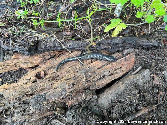 Speckled Black Salamander (Aneides flavipunctatus flavipunctatus)