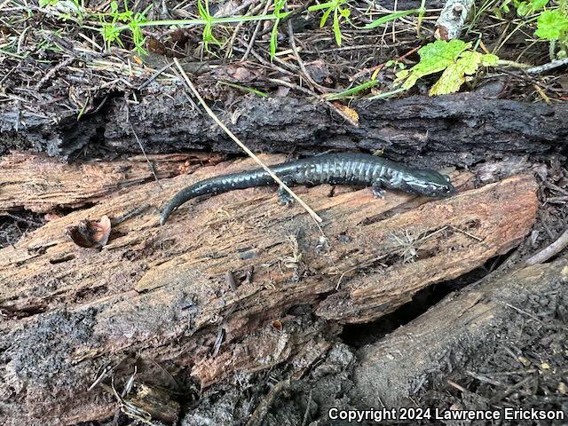 Speckled Black Salamander (Aneides flavipunctatus flavipunctatus)