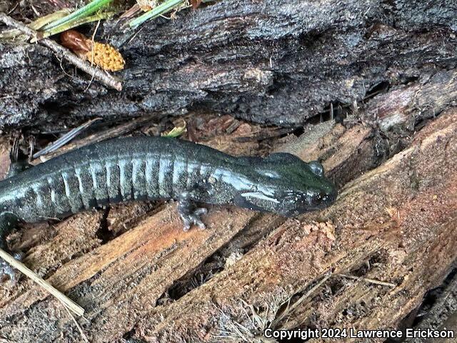 Speckled Black Salamander (Aneides flavipunctatus flavipunctatus)