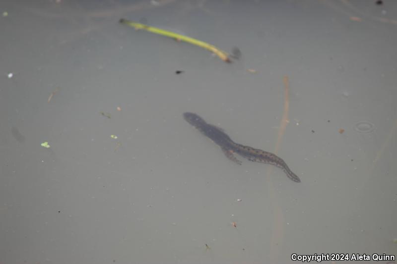 Eastern Newt (Notophthalmus viridescens)