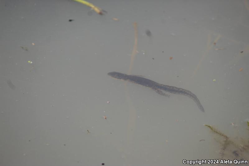 Eastern Newt (Notophthalmus viridescens)