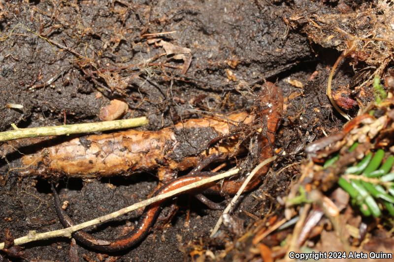 Eastern Red-backed Salamander (Plethodon cinereus)