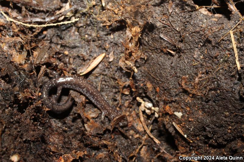 Eastern Red-backed Salamander (Plethodon cinereus)