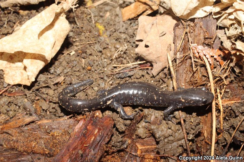 Blue-spotted Salamander (Ambystoma laterale)