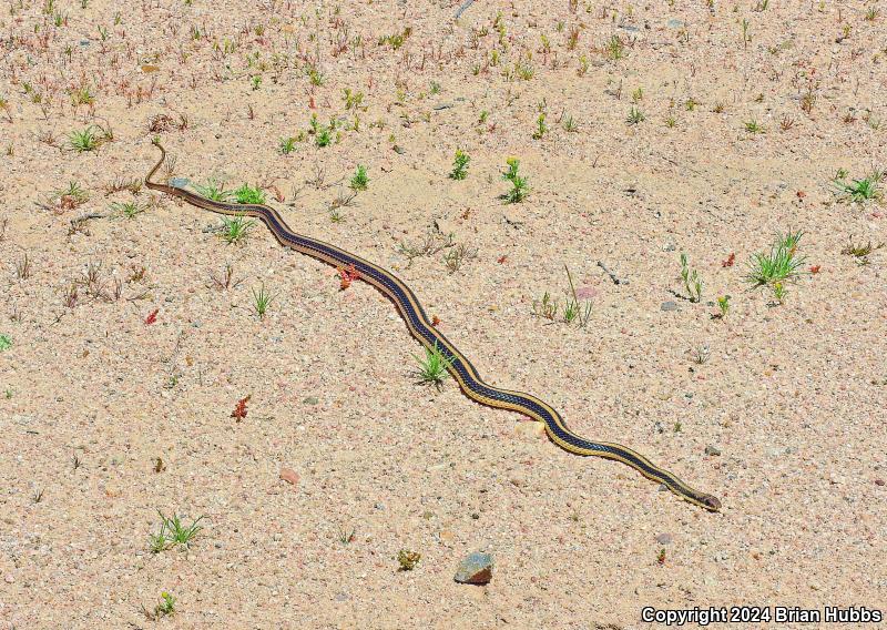 Coast Patch-nosed Snake (Salvadora hexalepis virgultea)