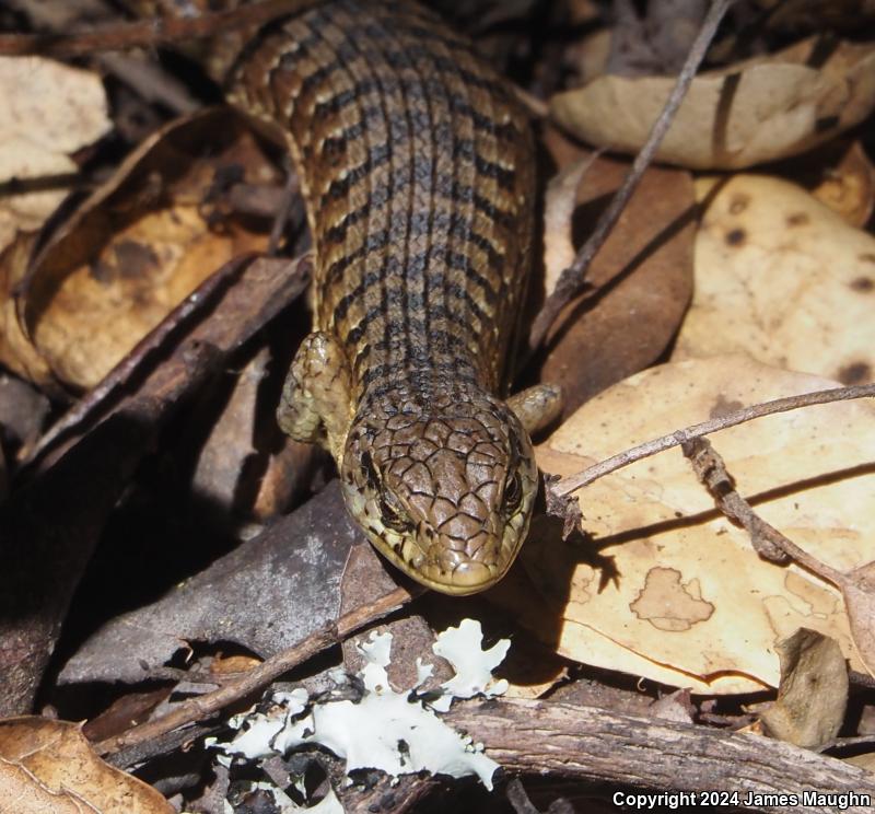 San Francisco Alligator Lizard (Elgaria coerulea coerulea)