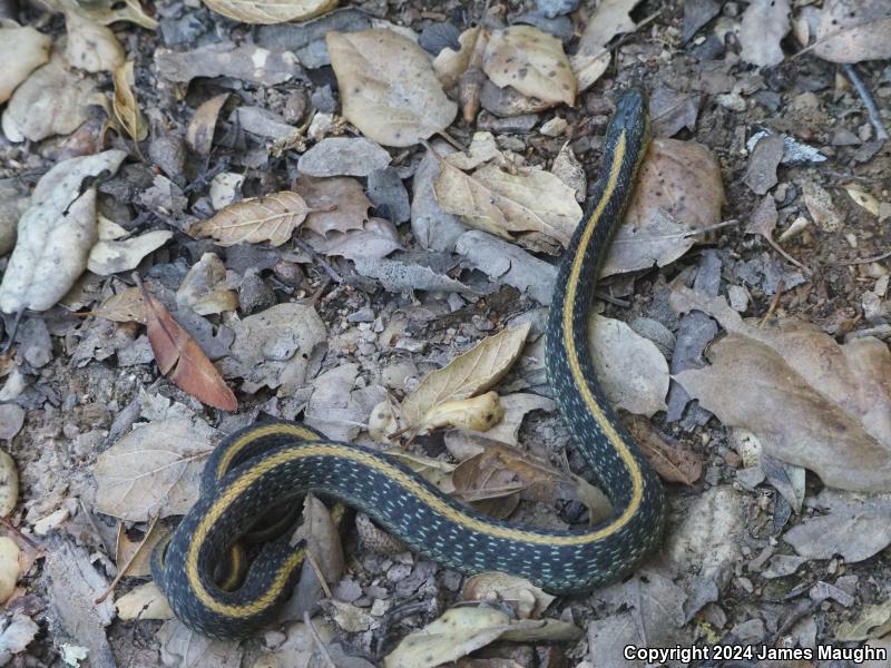 Santa Cruz Gartersnake (Thamnophis atratus atratus)