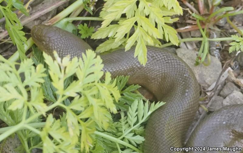 Northern Rubber Boa (Charina bottae)