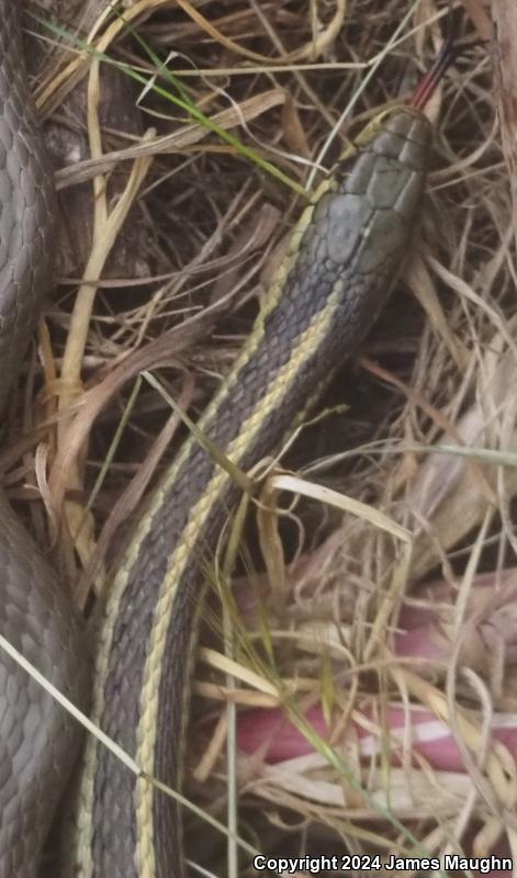 Coast Gartersnake (Thamnophis elegans terrestris)