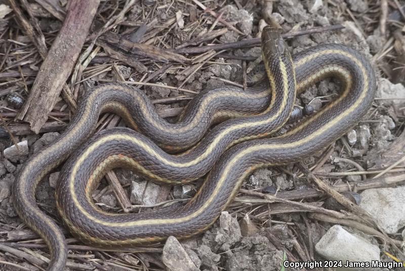 Coast Gartersnake (Thamnophis elegans terrestris)