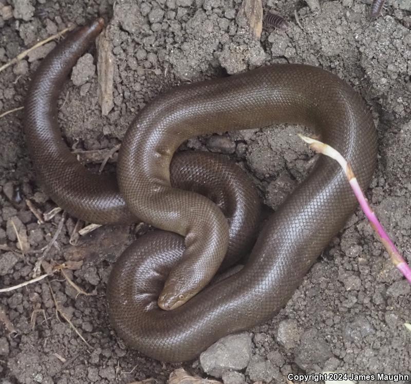 Northern Rubber Boa (Charina bottae)