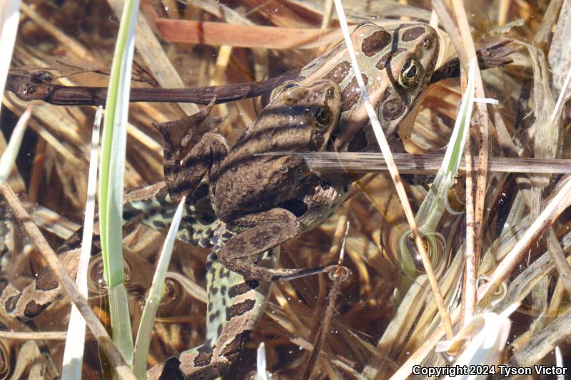 Columbia Spotted Frog (Rana luteiventris)