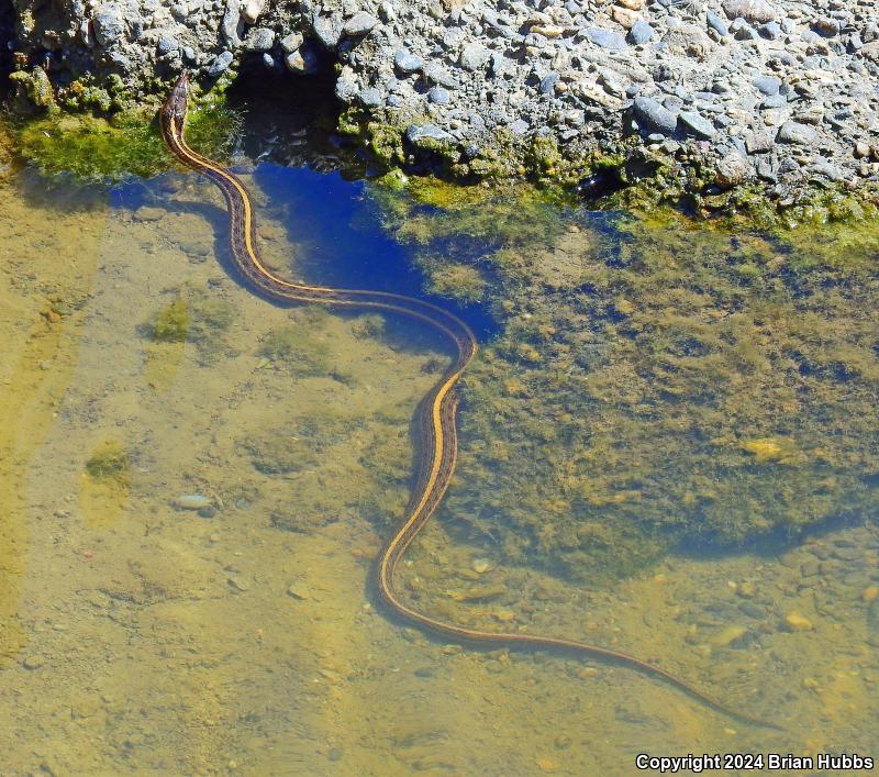 Giant Gartersnake (Thamnophis gigas)