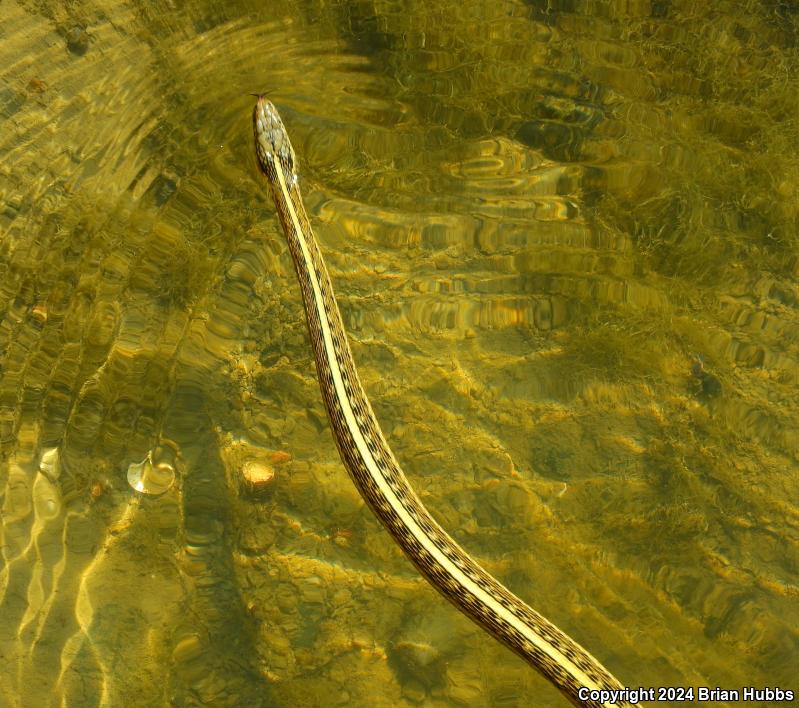 Giant Gartersnake (Thamnophis gigas)