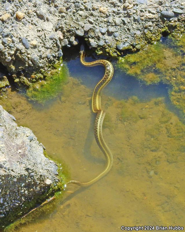 Giant Gartersnake (Thamnophis gigas)