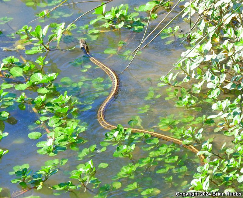 Giant Gartersnake (Thamnophis gigas)