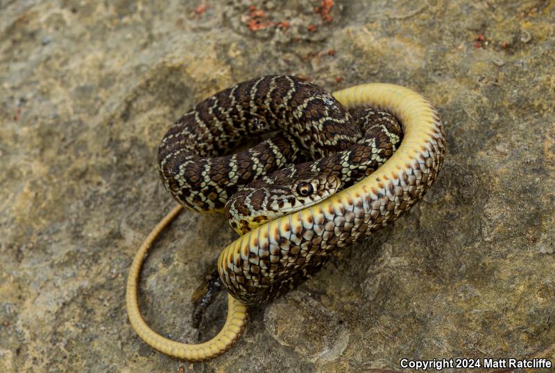 Eastern Yellow-bellied Racer (Coluber constrictor flaviventris)