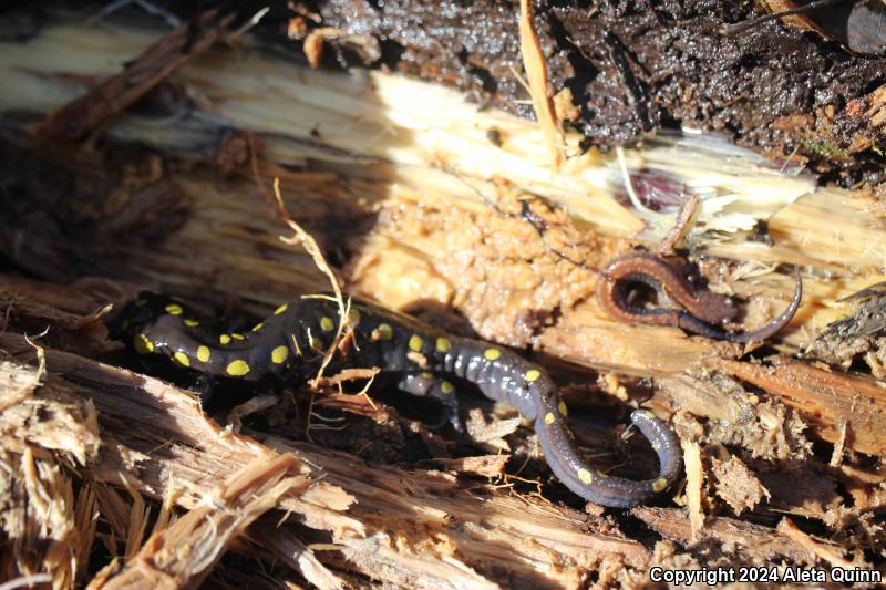 Eastern Red-backed Salamander (Plethodon cinereus)