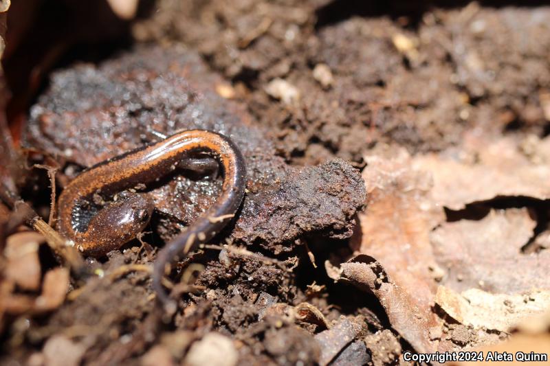 Eastern Red-backed Salamander (Plethodon cinereus)