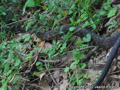 Black Ratsnake (Pantherophis obsoletus obsoletus)