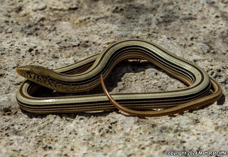 Western Slender Glass Lizard (Ophisaurus attenuatus attenuatus)