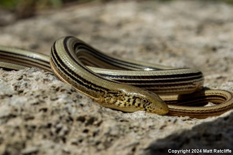 Western Slender Glass Lizard (Ophisaurus attenuatus attenuatus)