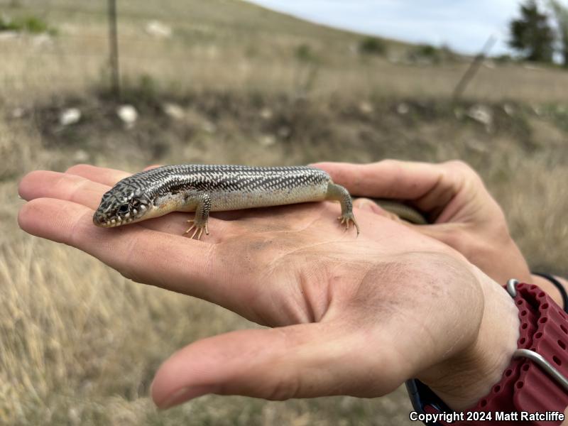 Great Plains Skink (Plestiodon obsoletus)