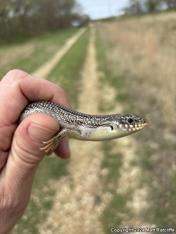 Great Plains Skink (Plestiodon obsoletus)