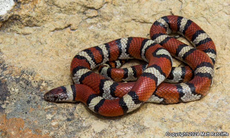 Central Plains Milksnake (Lampropeltis triangulum gentilis)