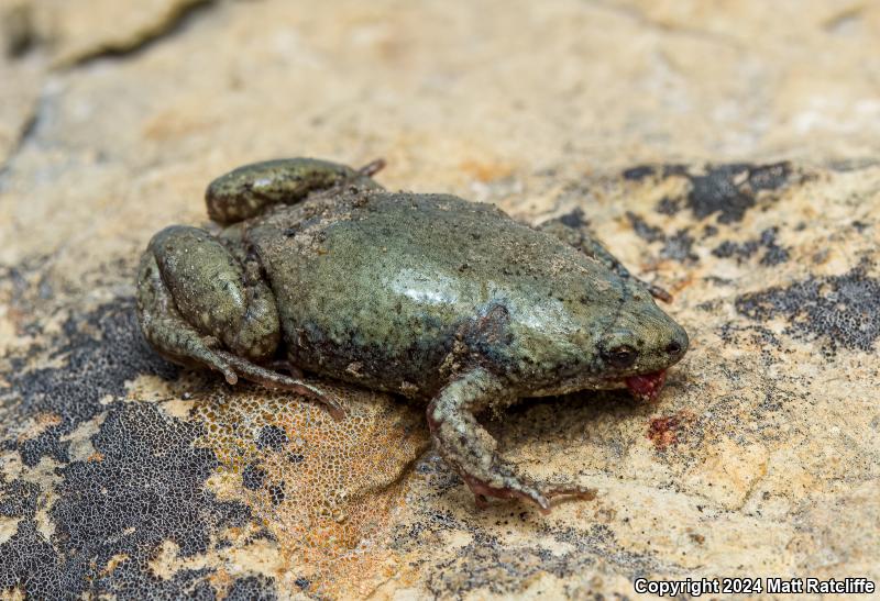 Western Narrow-mouthed Toad (Gastrophryne olivacea)