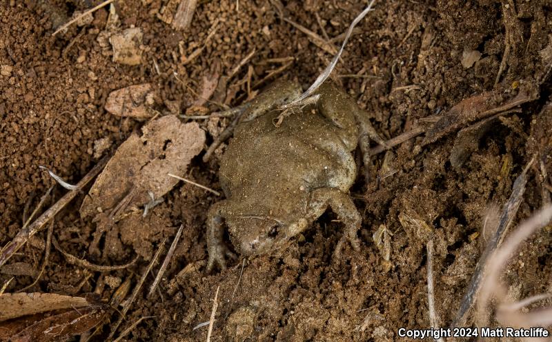 Western Narrow-mouthed Toad (Gastrophryne olivacea)