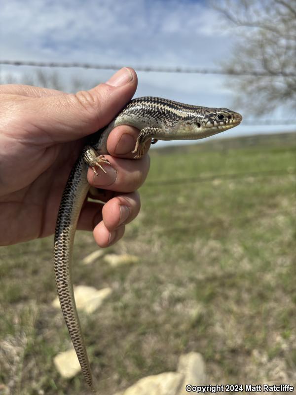 Great Plains Skink (Plestiodon obsoletus)