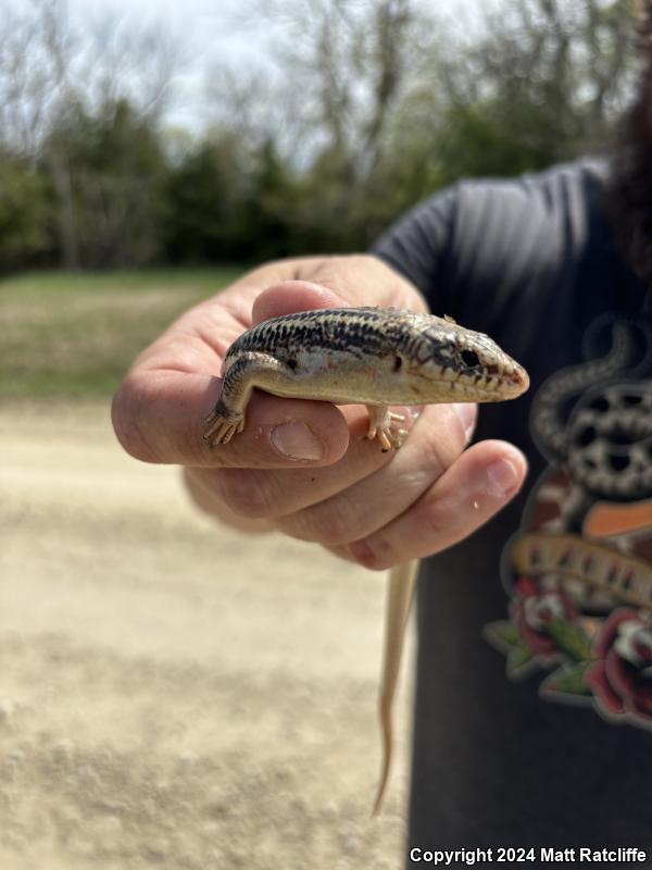 Great Plains Skink (Plestiodon obsoletus)