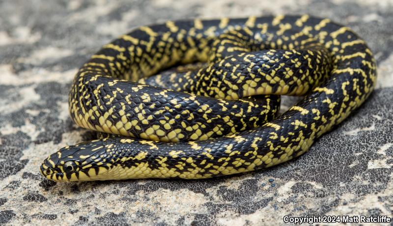 Speckled Kingsnake (Lampropeltis getula holbrooki)