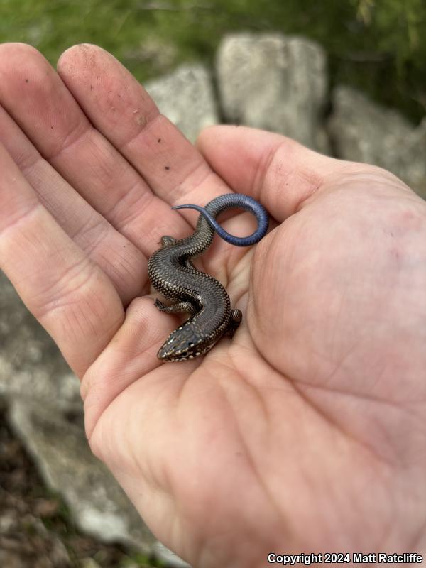 Great Plains Skink (Plestiodon obsoletus)