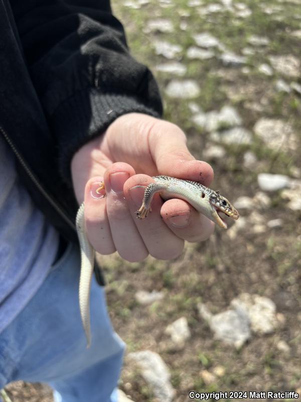 Great Plains Skink (Plestiodon obsoletus)