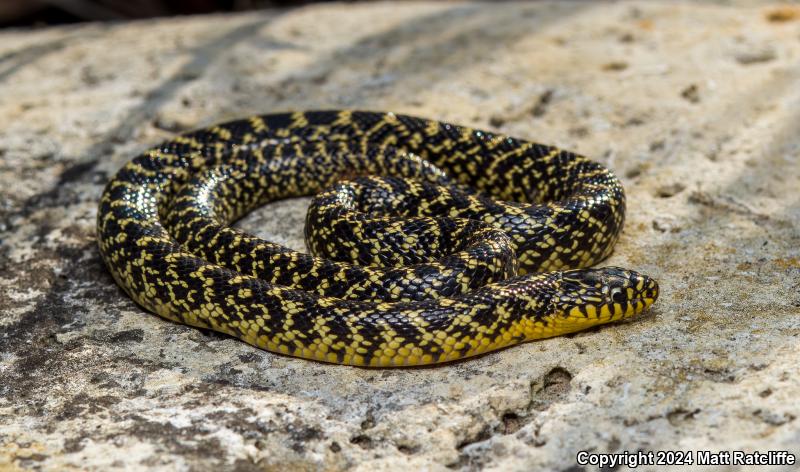 Speckled Kingsnake (Lampropeltis getula holbrooki)