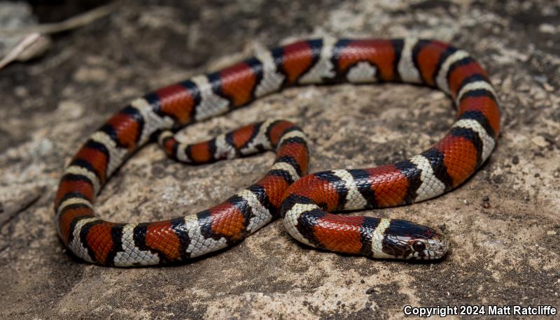 Central Plains Milksnake (Lampropeltis triangulum gentilis)