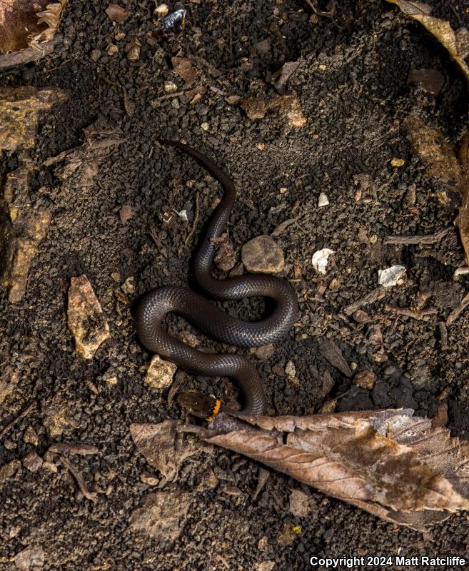 Prairie Ring-necked Snake (Diadophis punctatus arnyi)