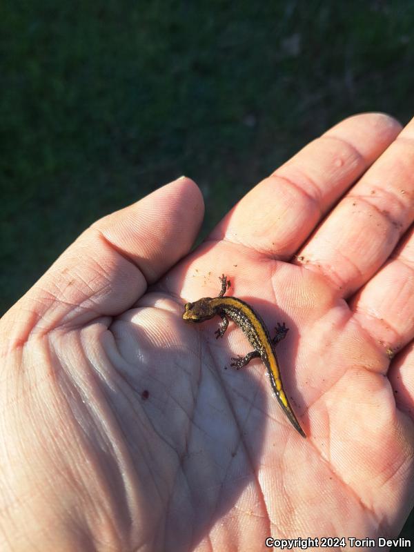 Coeur D'Alene Salamander (Plethodon idahoensis)