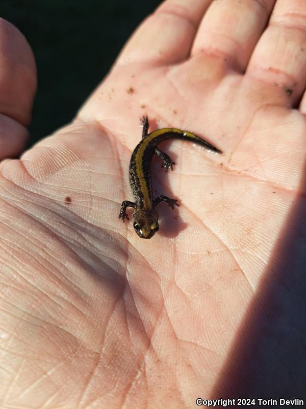 Coeur D'Alene Salamander (Plethodon idahoensis)