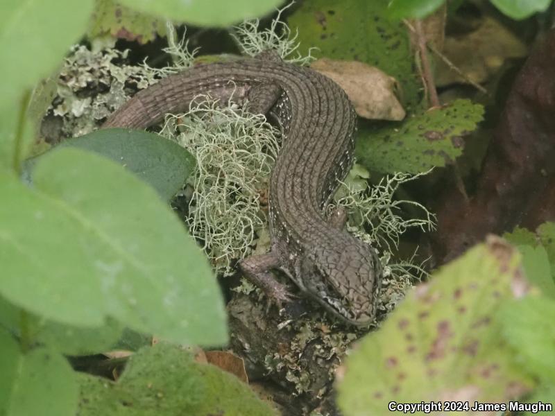 San Francisco Alligator Lizard (Elgaria coerulea coerulea)