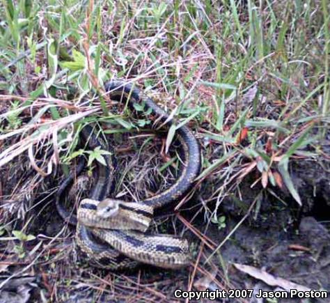 Yellow Ratsnake (Pantherophis obsoletus quadrivittatus)