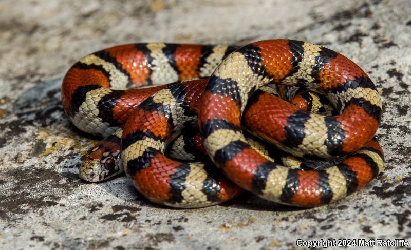 Central Plains Milksnake (Lampropeltis triangulum gentilis)