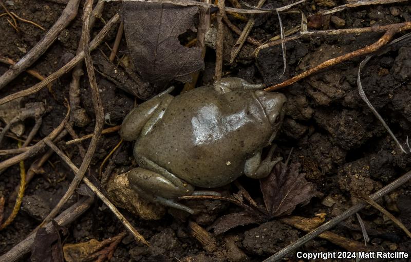 Western Narrow-mouthed Toad (Gastrophryne olivacea)